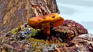 На гнилом дереве