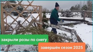 Укрыли розы по снегу. Сезон 2025 завершён