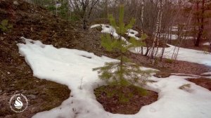 АПРЕЛЬ в Национальном парке Смоленское Поозерье