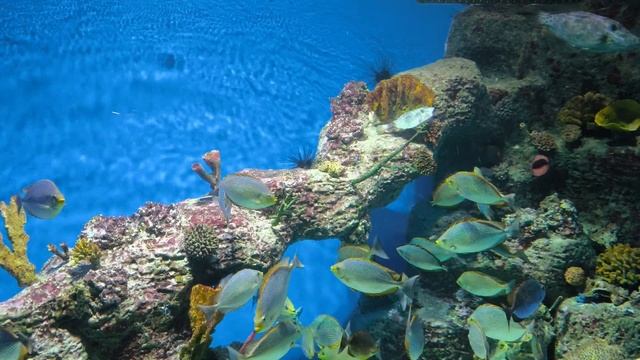 VID 20240316 185858 смотреть онлайн