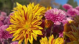 Температурные качели продолжат раскачиваться и на наступившей неделе.