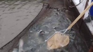 ЗАРЫБЛЕНИЕ