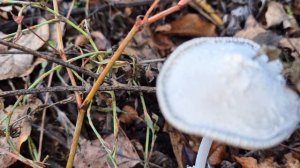 Грибы ПОГАНКИ. 🍄 А какие симпатичные!...