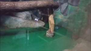 Филя кушает яблоки и целуется с кипером, а Люся занимается уборкой и кушает 19.11.2025