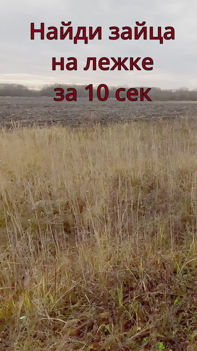 Найди зайца на лежке / Find the hare смотреть онлайн