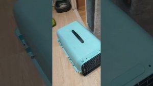 взяла с приюта очередного кота⬛❤️Ринго лапушка чёрный кот или к маме знакомство с Тошенькой #cat