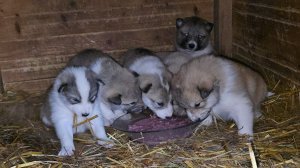 Дикий фарш с молоком