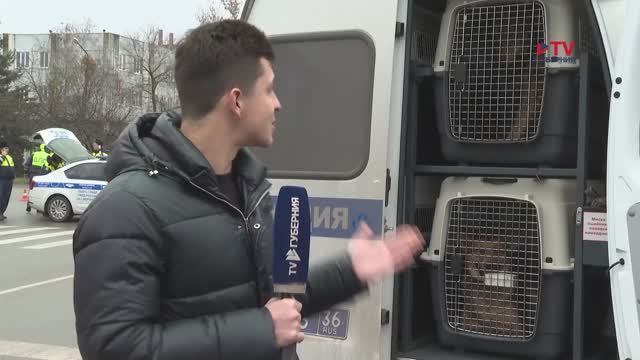 Воронежец отказывался эвакуироваться из зоны подрыва ракет из-за 8 собак смотреть онлайн