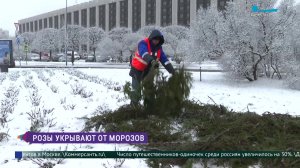 В цветниках Петербурга укрывают розы