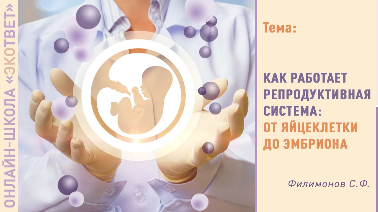 Онлайн-школа «ЭКОтвет»: Как работает репродуктивная система от яйцеклетки до эмбриона