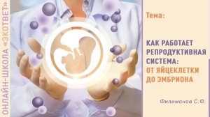 Онлайн-школа «ЭКОтвет»: Как работает репродуктивная система от яйцеклетки до эмбриона