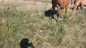 д.р 66 лет Паше и на агаповке