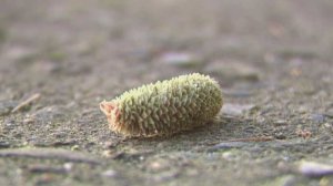 В Сочи началось цветение гималайского кедра