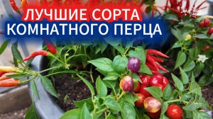 ПЕРЕОПЫЛЕНИЕ ПЕРЦЕВ - ЧЕГО БОЯТЬСЯ? ЛУЧШИЕ СОРТА ОСТРОГО ПЕРЦА И СЛАДКОГО В ОДНОМ ГОРШКЕ.