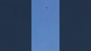 Первые полёты гулюшек.Голубедром Сошки.ч.2