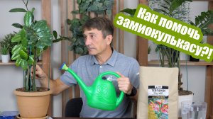 10 причин, почему желтеет замиокулькас!