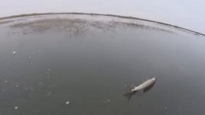 ОНИ ЖРУТ Всё ЧТО ШЕВЕЛИТСЯ! ПЕРВЫЙ ЛЁД 25-26! РЫБАЛКА на ЖЕРЛИЦЫ!