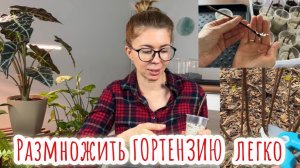 Черенкование гортензии ОСЕНЬЮ и даже ЗИМОЙ