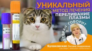 Плазмотерапия в лечении животных