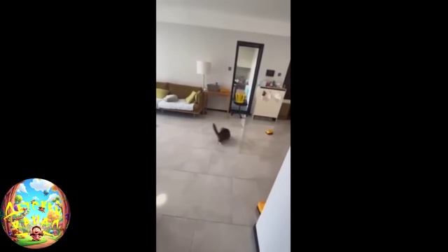 забавные и смешные кошечки и собачки 27