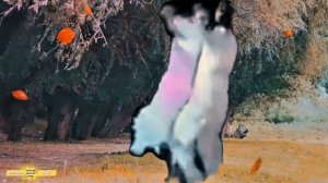 Вахтовый роман (автор Весёлый хлебник)