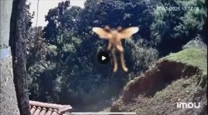 Неизвестное Летающее Существо