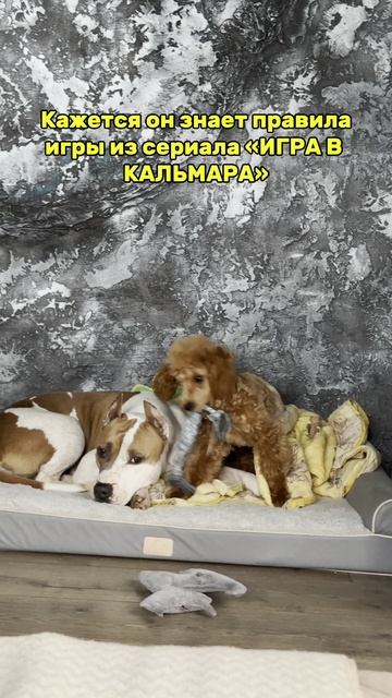 Игра в Кальмара Пудель Снитч