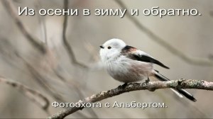 Фотоохота с Альбертом. Из осени в зиму и обратно.