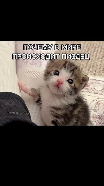 Мемы МЕМЫ И ЕЩЁ РАЗ МЕМЫ!!!! смотреть онлайн