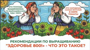 Народные, вкуснейшие сорта томатов — Еда +800% пользы. Проект «Здоровье 800»