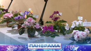 🌺 Удивительный мир фиалок представлен на выставке, открывшейся в Донецком ботаническом саду!