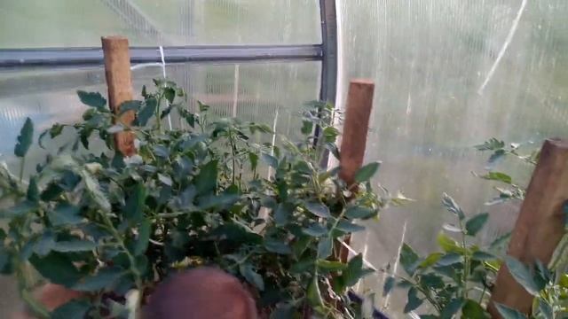 автополив в теплице смотреть онлайн