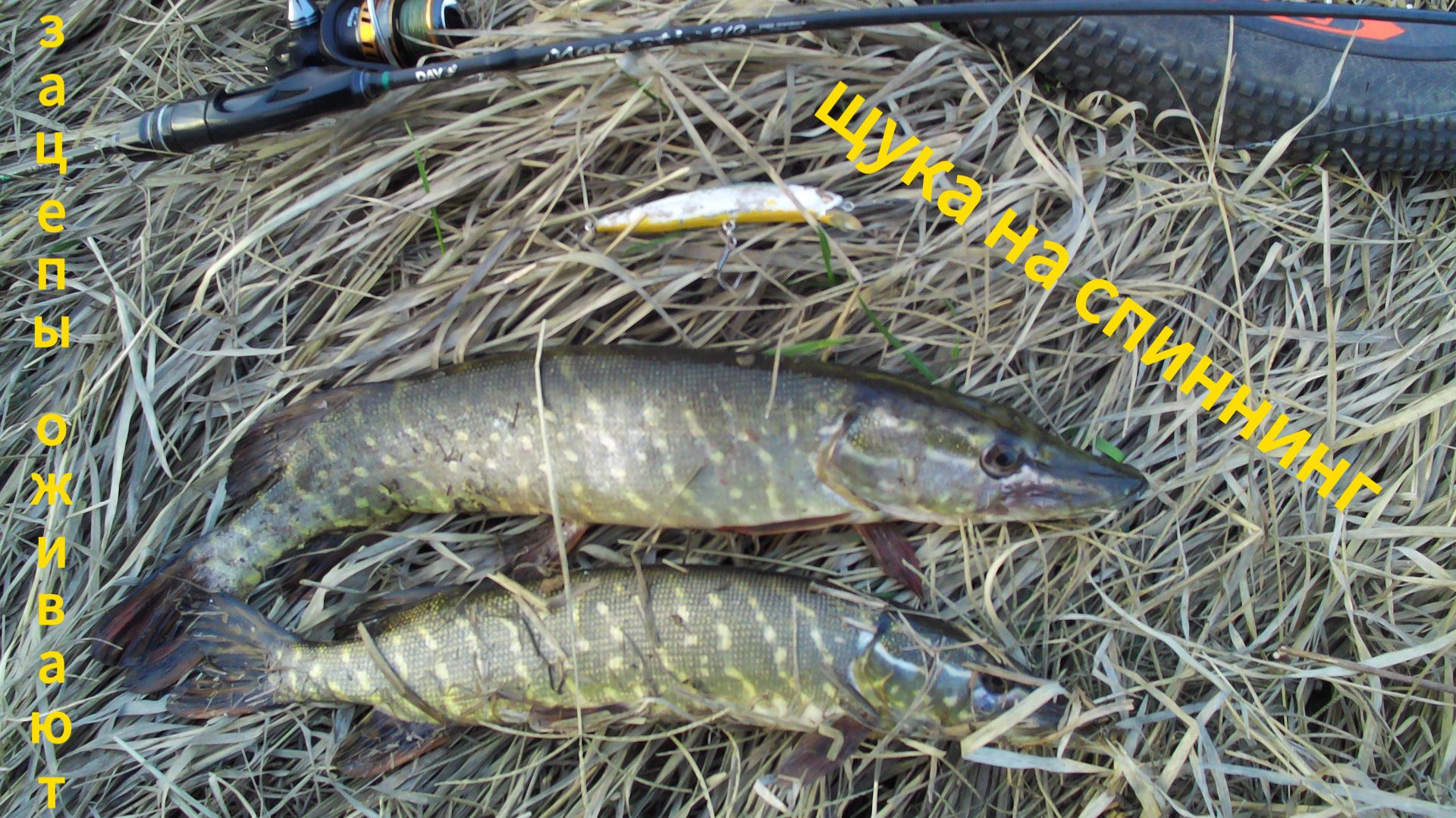 ДУМАЛ ЗАЦЕП А ОН ОЖИЛ!!!!