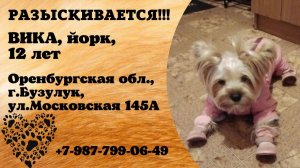 Пропала собака! ВИКА, йорк, 12 лет. Оренбургская обл., г.Бузулук.