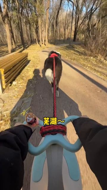 Инновационная прогулка с собакой @Xxxxxx_19