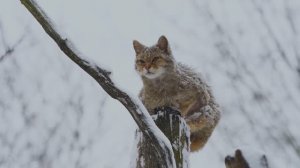 ОЧЕНЬ КРАСИВАЯ МУЗЫКА! МУЗЫКА ДЛЯ ДУШИ