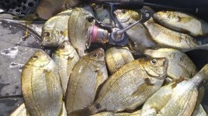 Ласкирь, ловля ласкиря осенью, спиннингом с берега на блесну