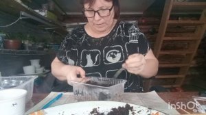 24-11-2025. Жизнь в деревне. Немного настряпала, пиццу, шаньги.Посеяла бегонию  в торфяные  пробки.