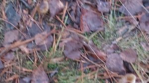 Грибы в ноябре.