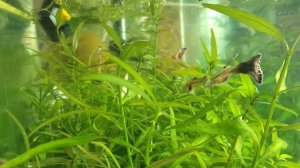 живородящие рыбы дали потомство