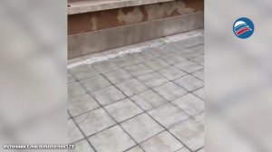 Сорока обманула полицейского в Турции, забрав купюру покрупнее