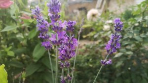 Обрезка и размножение лаванды