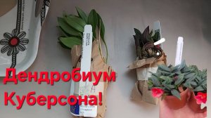 Миниатюрные орхидеи теперь в коллекции!Буду покорять!