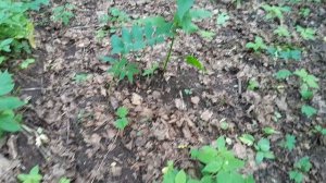 Невозможно сойти с тропы - всюду краснокнижники