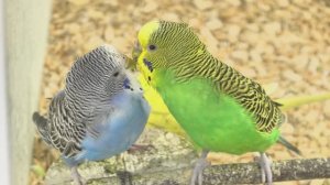 «Птичья романтика: от поцелуев до сладких снов»