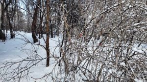 Краснообск после снегопада