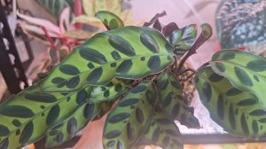 Вечерний обзорчик растений