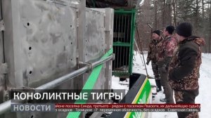 Опасные соседи: трёх конфликтных тигров отловили в крае. Новости. 24/11/2025. GuberniaTV