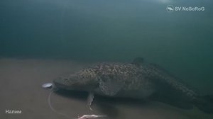 Когда и где лучше всего ловить Обыкновенного налима (Burbot) — Lota lota (Linnaeus, 1758) ?