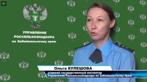 В Забайкалье наблюдается увеличение земель сельхозназначения заросших сорной растительностью